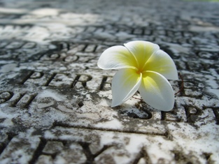 This photo of a plumeria resting on a gravestone bespeaks a peaceful final resting place - one of the optimal goals of funeral planning -  and was taken by photographer Jenny W from Honolulu, Hawaii.