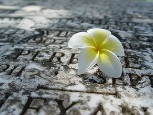 This photo of a plumeria resting on a gravestone bespeaks a peaceful final resting place - one of the optimal goals of funeral planning -  and was taken by photographer Jenny W from Honolulu, Hawaii.